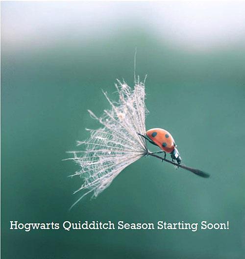 Playing quidditch