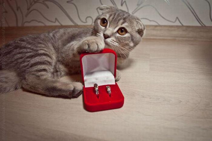 Cat lovers method of proposal