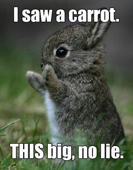 Cute bunny saw a carrot