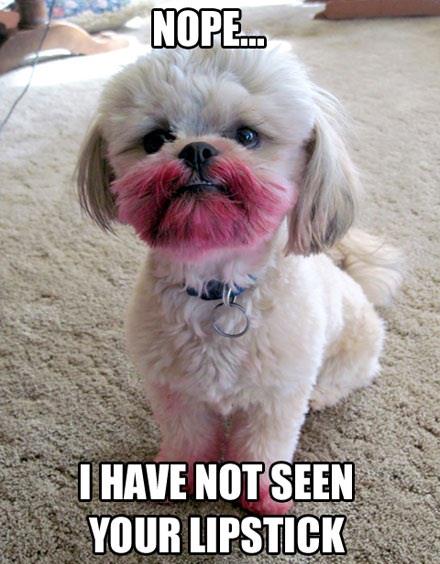 Fluffy white dog with lipstick on face