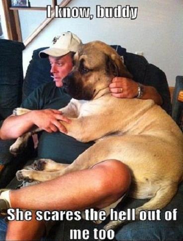 Big dog on lap